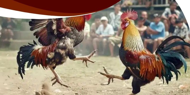 Đá Gà Khmer Trực Tiếp Betvisa – Chiến Kê Máu, Kèo Hấp Dẫn! 2 Cách tận dụng khuyến mãi tại Betvisa để tăng vốn cá cược
