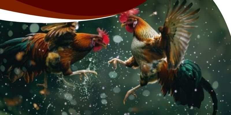 Đá Gà Khmer Trực Tiếp Betvisa – Chiến Kê Máu, Kèo Hấp Dẫn! 3 Đặc điểm trường gà tại Betvisa để phân tích chiến kê nào có lợi thế