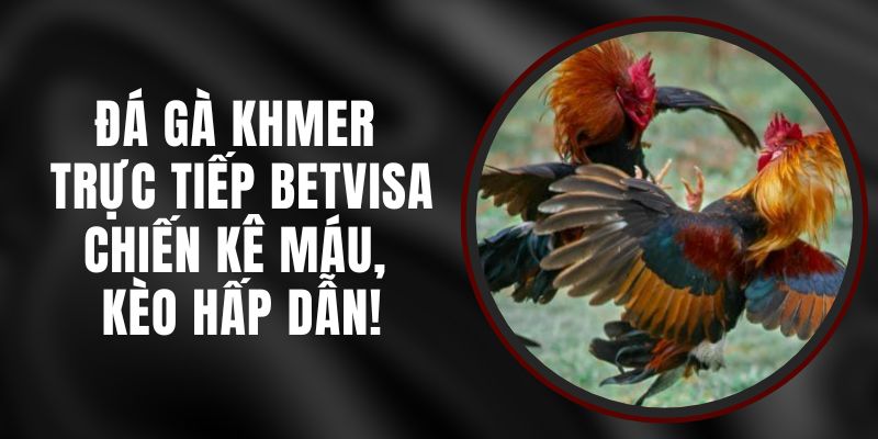 Đá Gà Khmer Trực Tiếp Betvisa – Chiến Kê Máu, Kèo Hấp Dẫn!