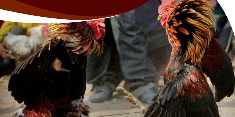 Đá Gà Mạng Ăn Tiền Betvisa – Cược Hay, Rinh Tiền, Đừng Bỏ Lỡ 3 Chiến kê có sức khỏe tốt, thể trạng sung mãn trước trận đấu