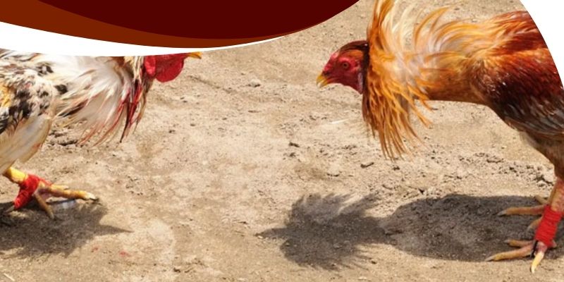 Gà Đá Indonesia Betvisa – Chiến Kê Thép, Đấu Trường Rực Lửa! 3 Khả năng thích nghi với nhiều đấu trường khác nhau tại Betvisa