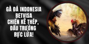 Gà Đá Indonesia Betvisa – Chiến Kê Thép, Đấu Trường Rực Lửa!