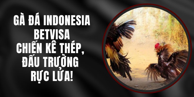Gà Đá Indonesia Betvisa – Chiến Kê Thép, Đấu Trường Rực Lửa!